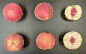 Fiches variétales Pêches Nectarines - Variété Sweet Pinkie, pêche à chair blanche (coupe)